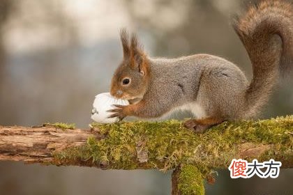选最想收养的动物 测你的幸福谁来给(图文)