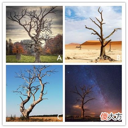 哪棵树先发新芽 测你人生哪方面最幸运(图文)