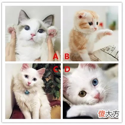 你喜欢哪只小猫咪 测你在猪年行大运吗？(图文)