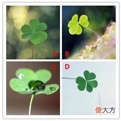 你想要哪棵三叶草 测你下个月的好运指数(图文)