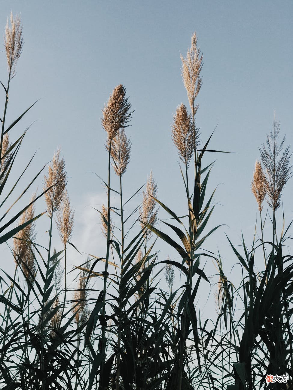 【爱历史】诗豪刘禹锡杯酒赋诗，可匹敌崔颢《黄鹤楼》，被誉为唐人怀古绝唱