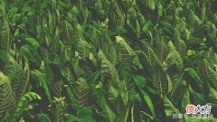 植物也会“说话”？新研究表明：植物在受到压力时会发出声音