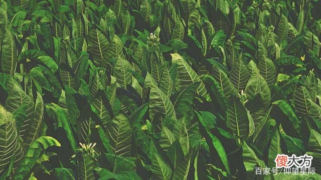 植物也会“说话”?新研究表明:植物在受到压力时会发出声音