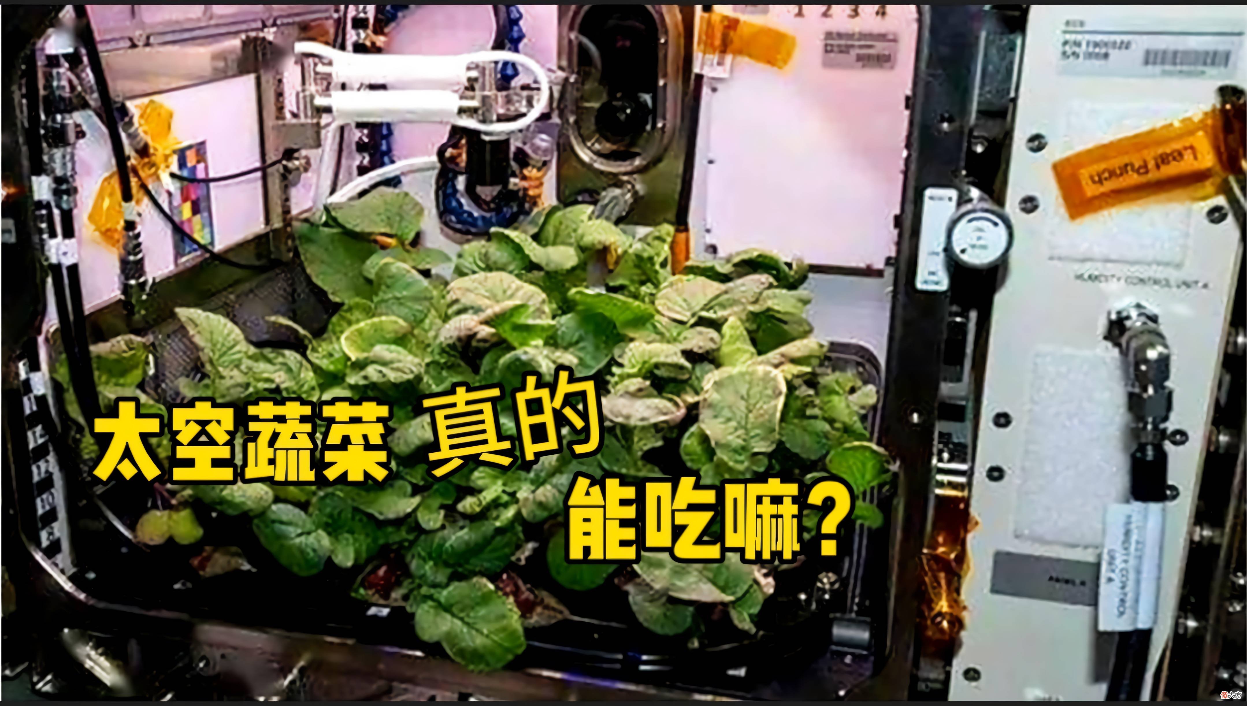 NASA收获人类史上第一批“太空萝卜”！太空蔬菜真的能吃吗？