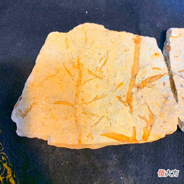 新疆发现“上古”森林化石，树龄高达3.71亿岁，成功刷新我国纪录