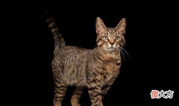 考古学家用X光扫描“猫咪”木乃伊,发现里面三只无头猫,五条腿