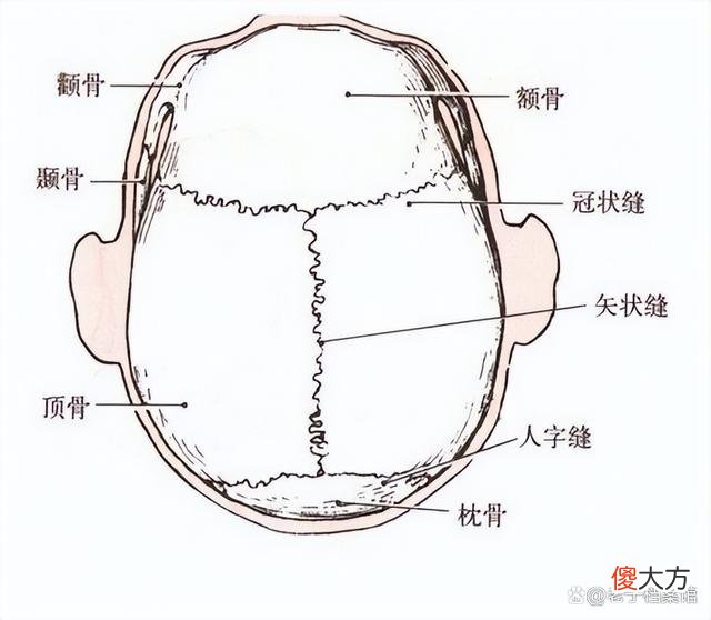 帕拉卡斯头骨来源成谜，基因检测，竟是外来物种？