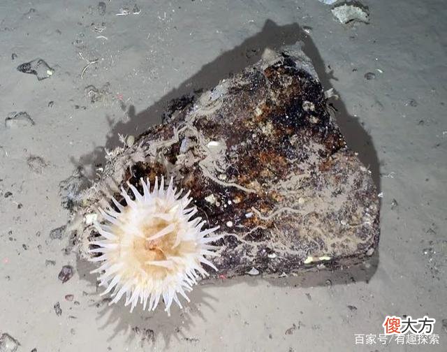 南极冰架崩塌后，如同打开与世隔绝的“外星世界”，发现各种生物
