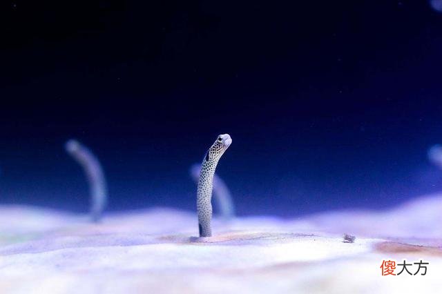 大西洋海底发现了神秘孔洞，到底是外星人？还是古文明遗址？