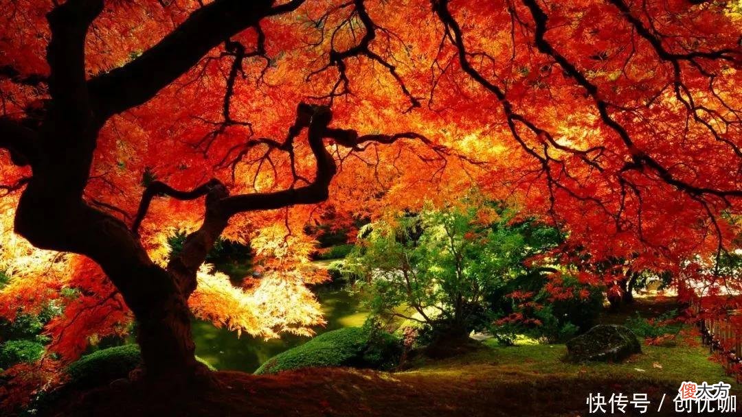 【十二星座】聪明过人的3生肖，8月，避开厄运，好运袭来，一顺百顺，一飞冲天