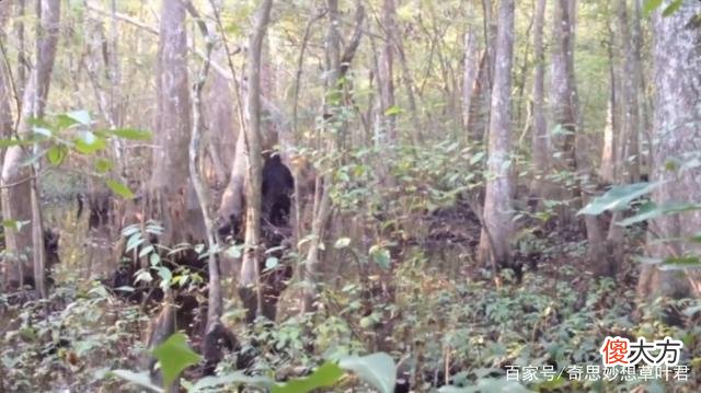 猎人近距离抓拍“大脚怪”？迄今为止，最清晰的野人目击事件！