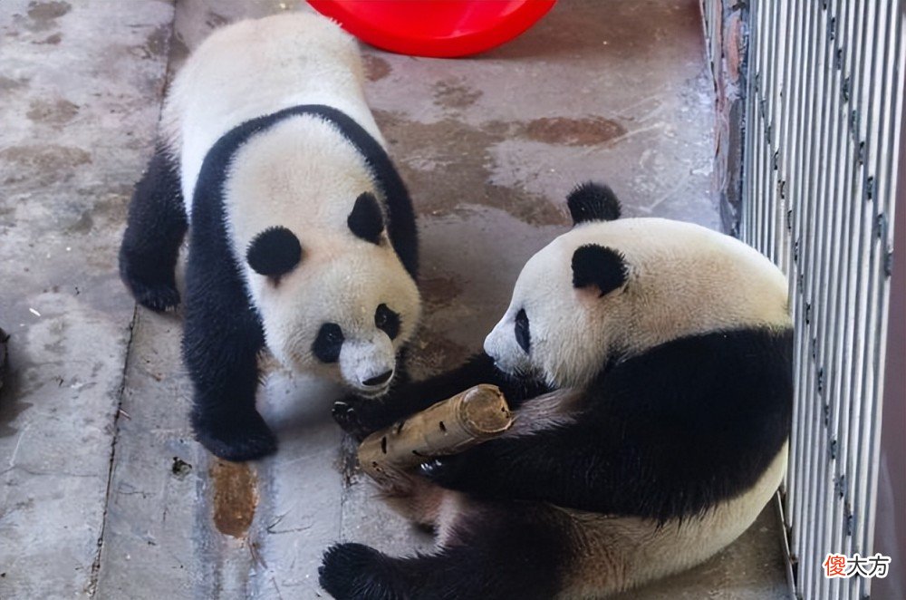 【游戏世界】永劫无间给动物园送福利，3000只动物沾了国宝的光
