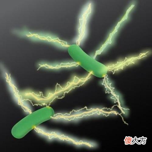 一种把电当成食物的“科幻”细菌！