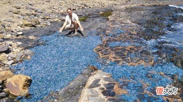 大片梦幻蓝色占据澳洲海岸，专家喊别碰：能致命，上万人因它送医