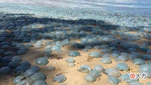 大片梦幻蓝色占据澳洲海岸，专家喊别碰：能致命，上万人因它送医