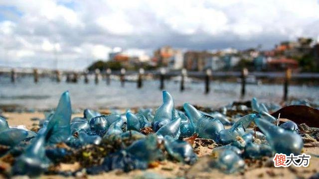 大片梦幻蓝色占据澳洲海岸，专家喊别碰：能致命，上万人因它送医