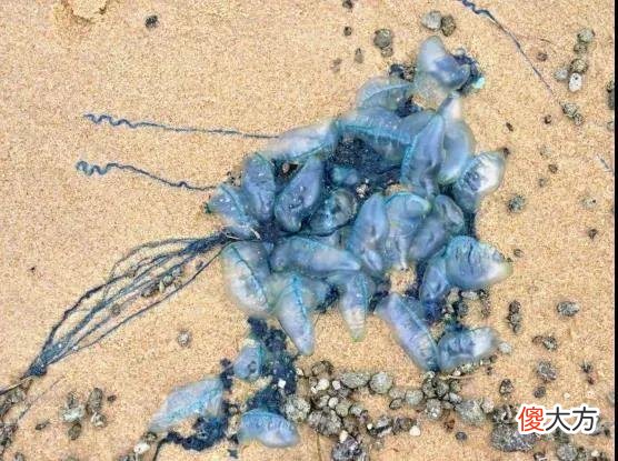 大片梦幻蓝色占据澳洲海岸，专家喊别碰：能致命，上万人因它送医