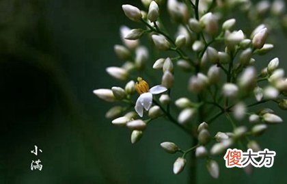 2020年小满前一天5月19日结婚好吗,小满那天生日好吗？