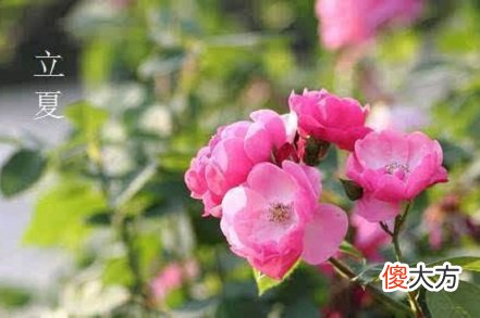 立夏吃什么水果？立夏的饮食有什么讲究？