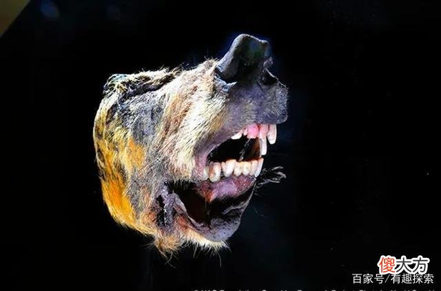 不是首次！2.4万年前的古生物竟活了，冷冻人复活或迎来一丝曙光
