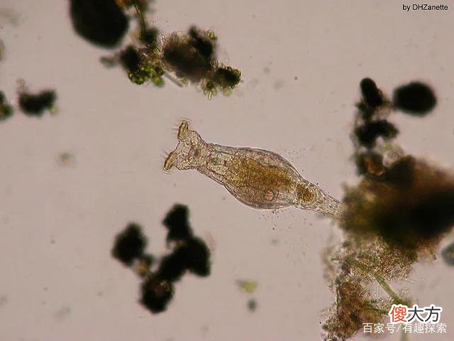不是首次！2.4万年前的古生物竟活了，冷冻人复活或迎来一丝曙光