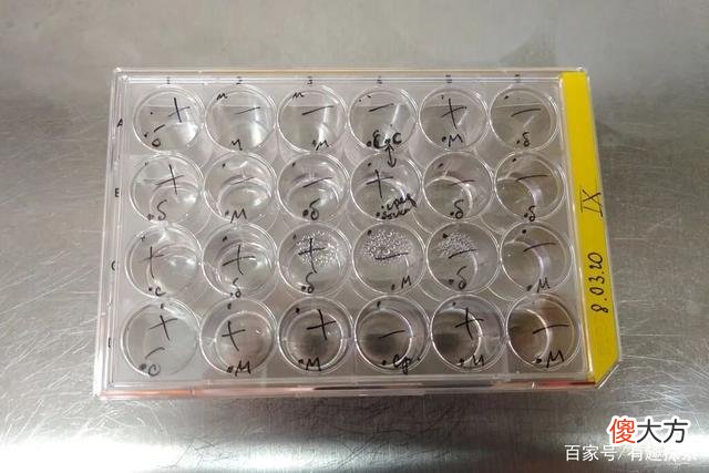 不是首次！2.4万年前的古生物竟活了，冷冻人复活或迎来一丝曙光
