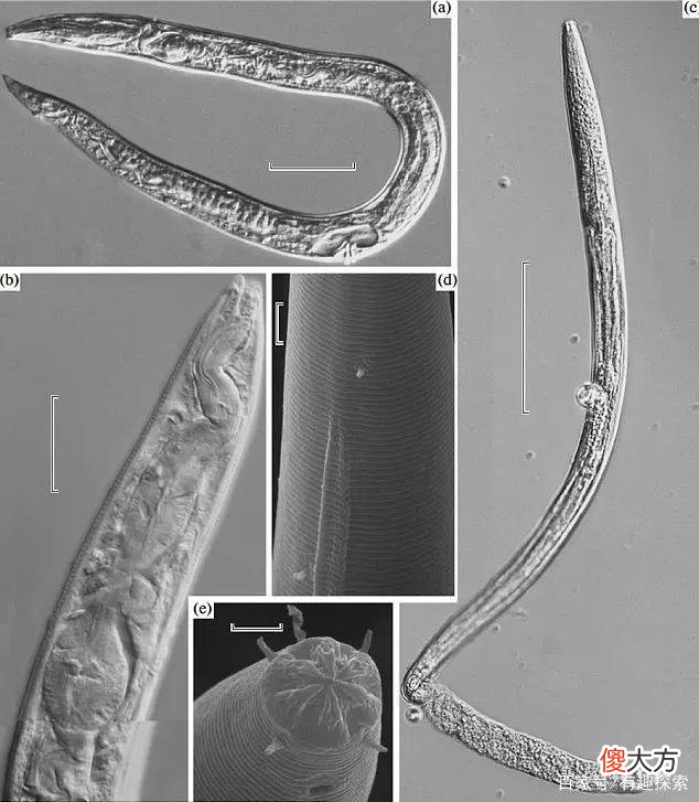 不是首次！2.4万年前的古生物竟活了，冷冻人复活或迎来一丝曙光