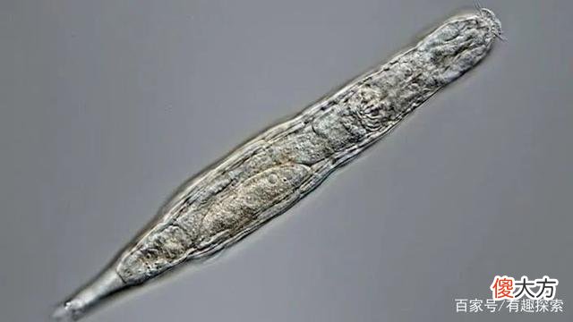 不是首次！2.4万年前的古生物竟活了，冷冻人复活或迎来一丝曙光