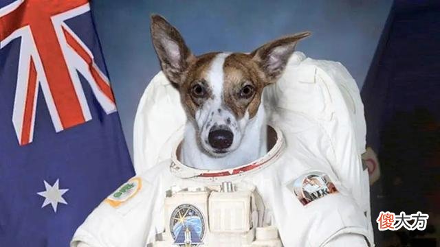 首位“航天英雄”：一只名叫莱卡的流浪犬，死亡原因令人唏嘘！