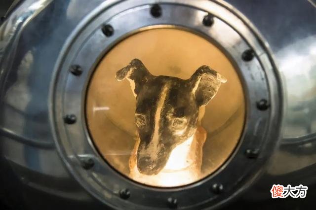 首位“航天英雄”：一只名叫莱卡的流浪犬，死亡原因令人唏嘘！