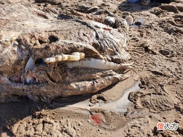 威尔士海滩现神秘“海怪”残骸，重四吨头部腐烂令专家困惑不解