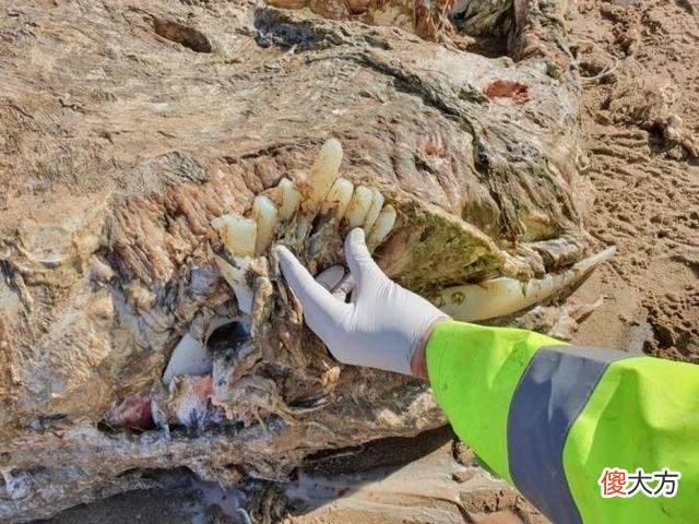 威尔士海滩现神秘“海怪”残骸，重四吨头部腐烂令专家困惑不解