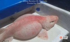 这条粉嘟嘟的异形生物,其实是鲨鱼