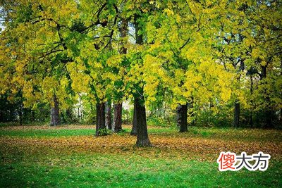 中 五行属木的汉字吉凶表