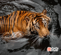 属虎人五行性格命运分析