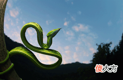 属蛇人五行性格命运分析