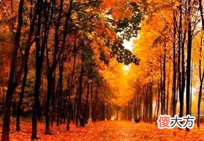 五行属性为木的人性格有何特点