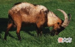 八字之羊刃倒戈