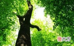 甲木日元的具体预测