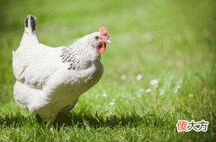 乙酉年是哪一年，乙酉年是什么命？