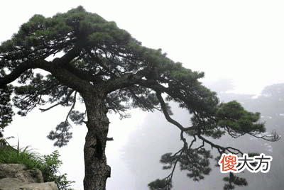 庚寅年是哪一年，庚寅年是什么命？