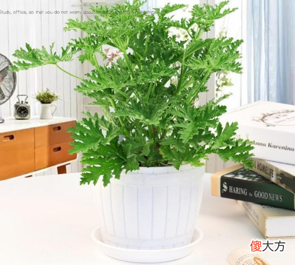 蚊子专咬O型血的宝宝？夏季防蚊正当时，不妨试试这3大妙招