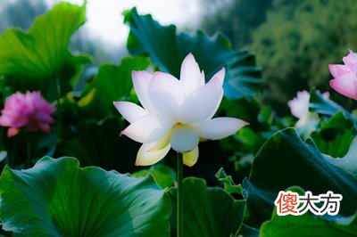2020年三伏天具体时间,2020三伏天适合开业的日子
