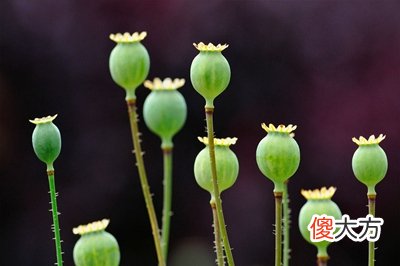 三伏天有什么禁忌？三伏天吃什么祛湿祛寒？