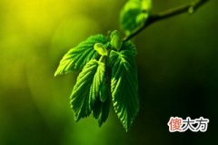 三伏天有什么禁忌？三伏天吃什么祛湿祛寒？