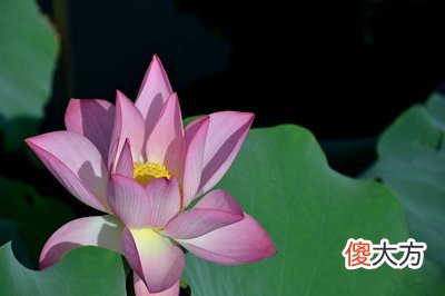 三伏天有什么用？什么时间是三伏天贴药的时间？