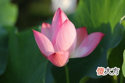 三伏天入伏从哪天开始？2020年三伏天出行吉日