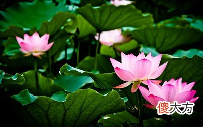 三伏天适合吃什么蔬菜？2020年三伏天祈福吉日