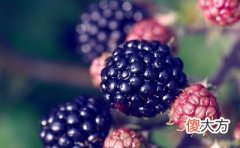 三伏天适合吃什么蔬菜？2020年三伏天祈福吉日