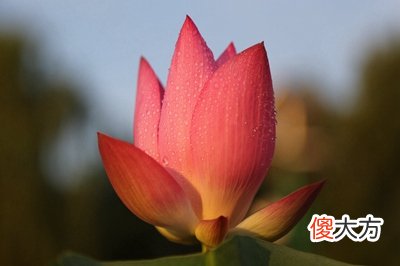 夏至是数伏第一天吗？2020三伏天适合理发的日子